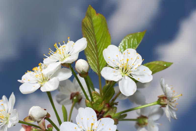 Cherry tree flower and sky royalty free stock image