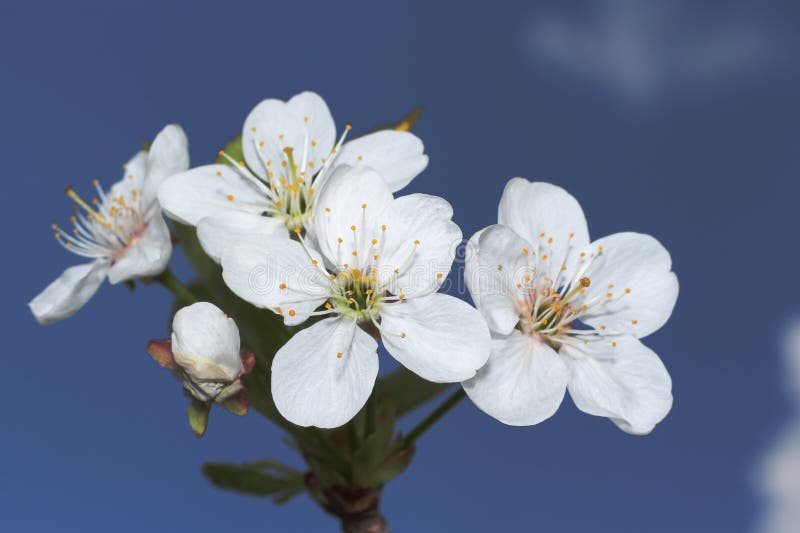 Cherry tree flower and sky royalty free stock photography
