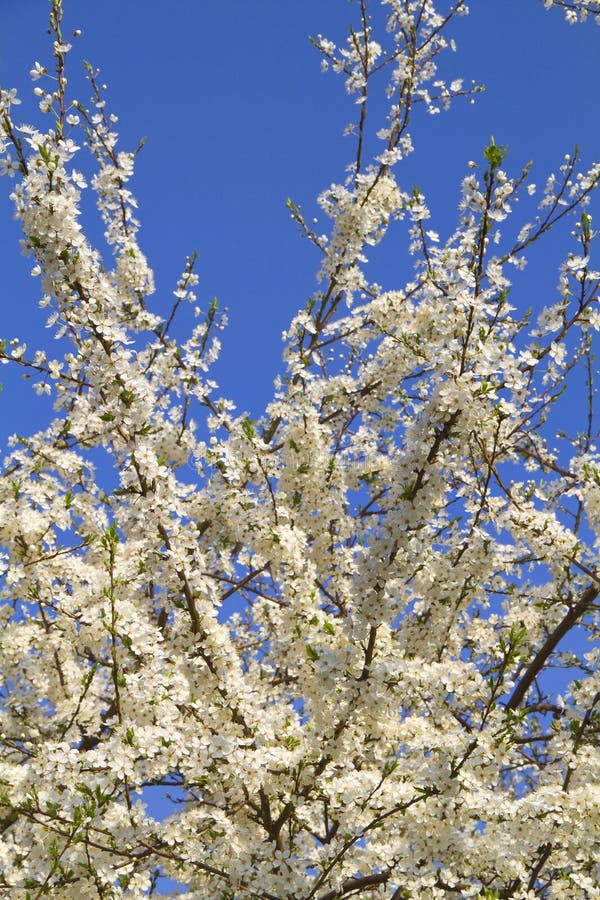 Cherry tree flowers stock image. Image of close, garden 14222943