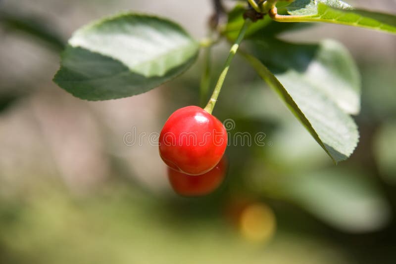Cherry tree fruit stock photo. Image of single, nature 13451958