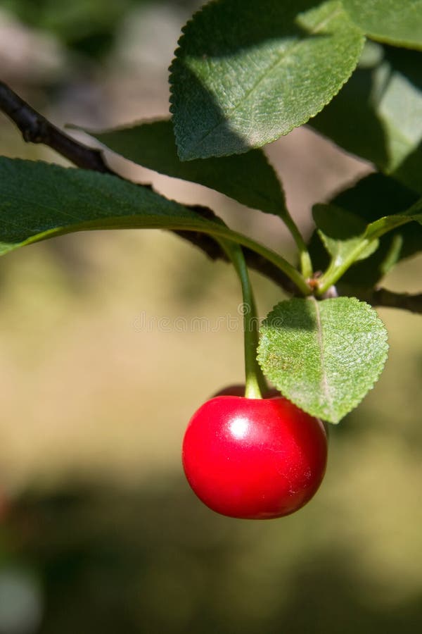 Cherry tree fruit