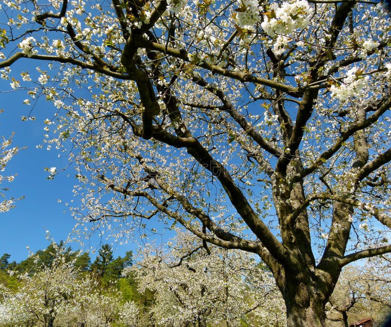 Cherry tree in full bloom against a blue sky stock images Cherry tree in full bloom against a blue sky stock images