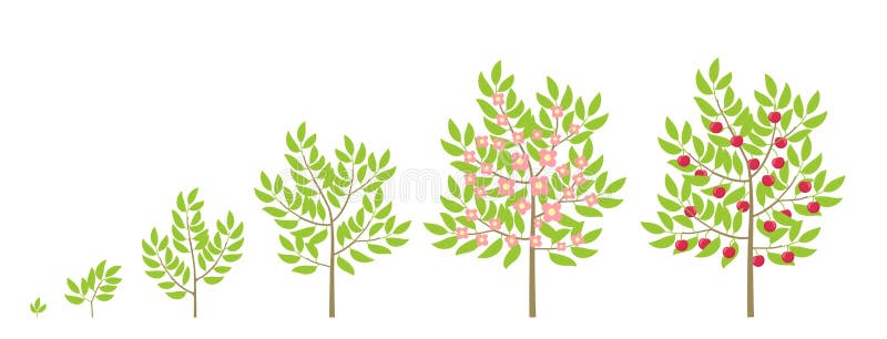 Cherry Tree Growth Stages Cherries Fruit Tree Life Cycle Plant Sweet cherry-tree-growth-stages-cherries-fruit-tree-life-cycle-plant-sweet