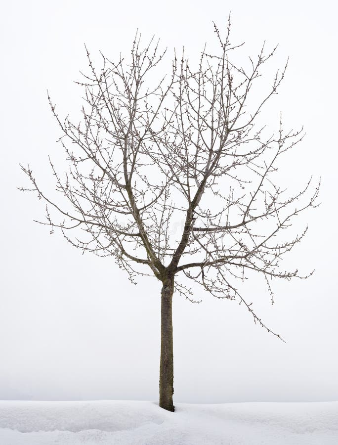 Cherry Tree Hibernation Stock Photo Image Of Seasonal