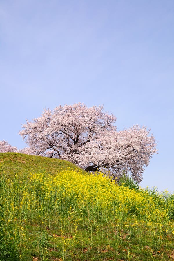 Cherry tree on the hill stock photo. Image of bloom, oilseed 25796092