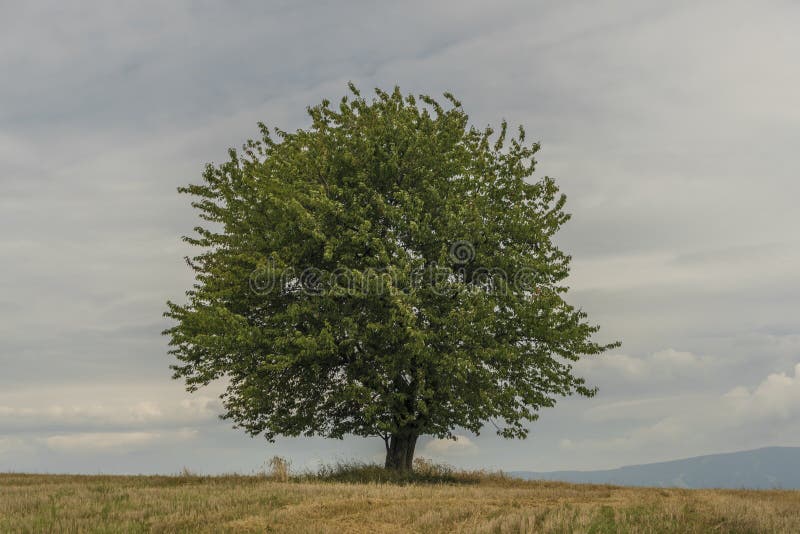 Cherry Tree Alone in Green Fresh Spring Field with Light Blue Sky Stock