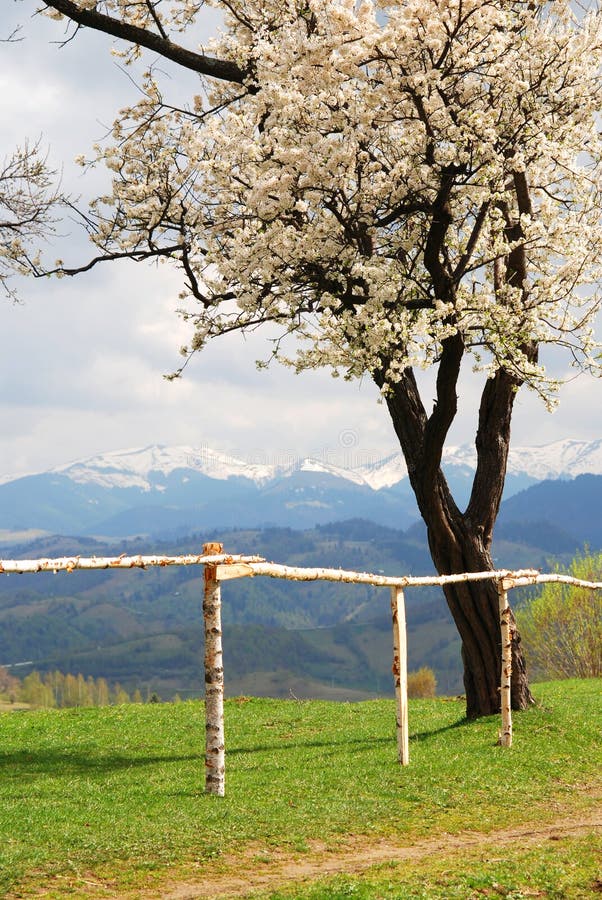 Cherry tree with mountains in the background