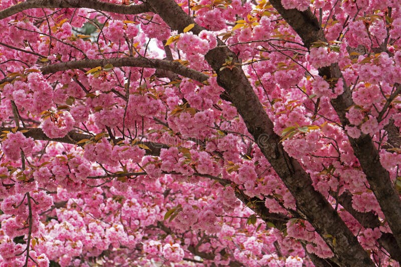 Cherry Tree with Pink Blossom Stock Photo Image of japanese, scenics
