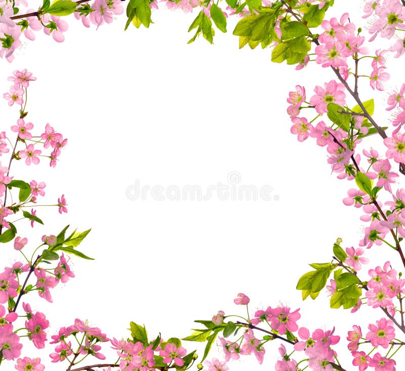 Cherry-tree pink flowers isolated frame