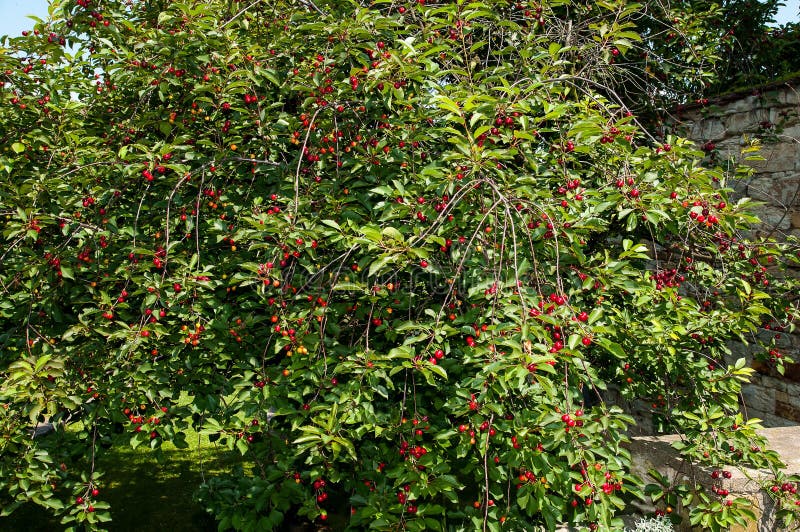 Cherry tree stock photography