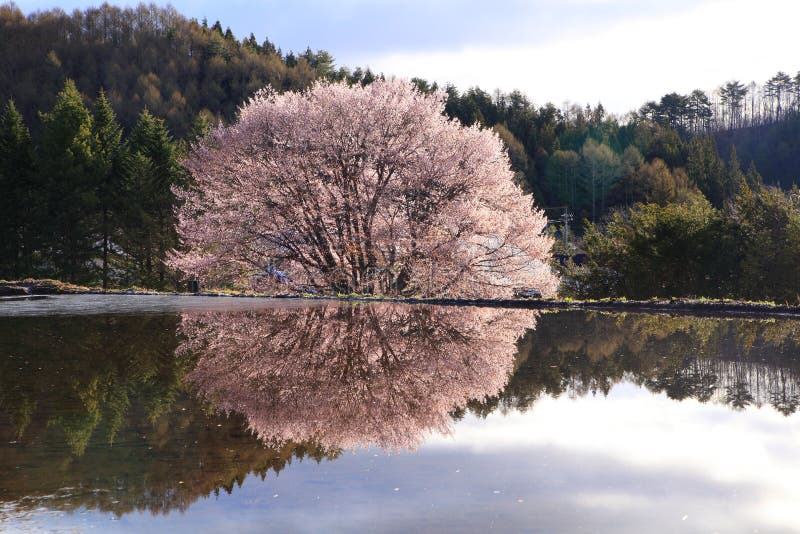 Cherry tree reflection in water