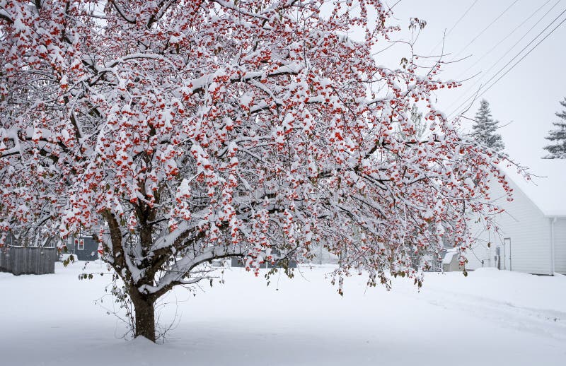 Cherry Tree in the Snow stock image. Image of temperature 261840037