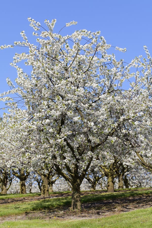 Cherry Trees fotografía de archivo Cherry Trees fotografía de archivo