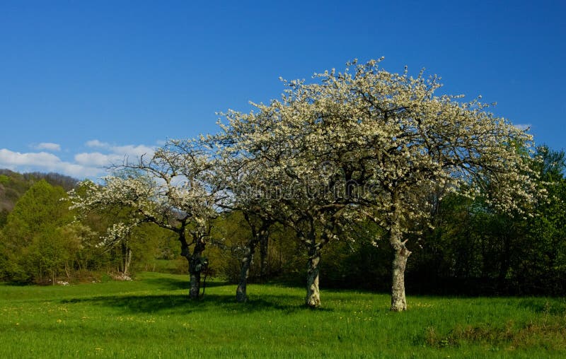 Cherry trees