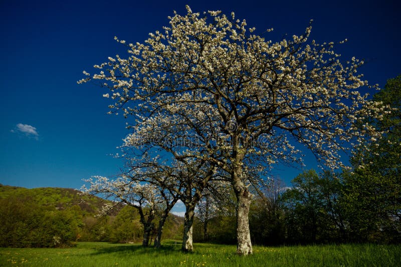 Cherry trees