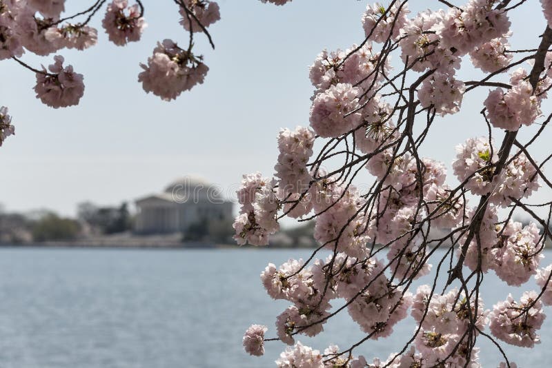 Cherry Trees Bloom in Washington, DC Stock Image Image of basin