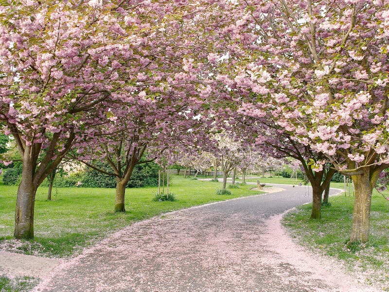 Cherry Trees in Blossom