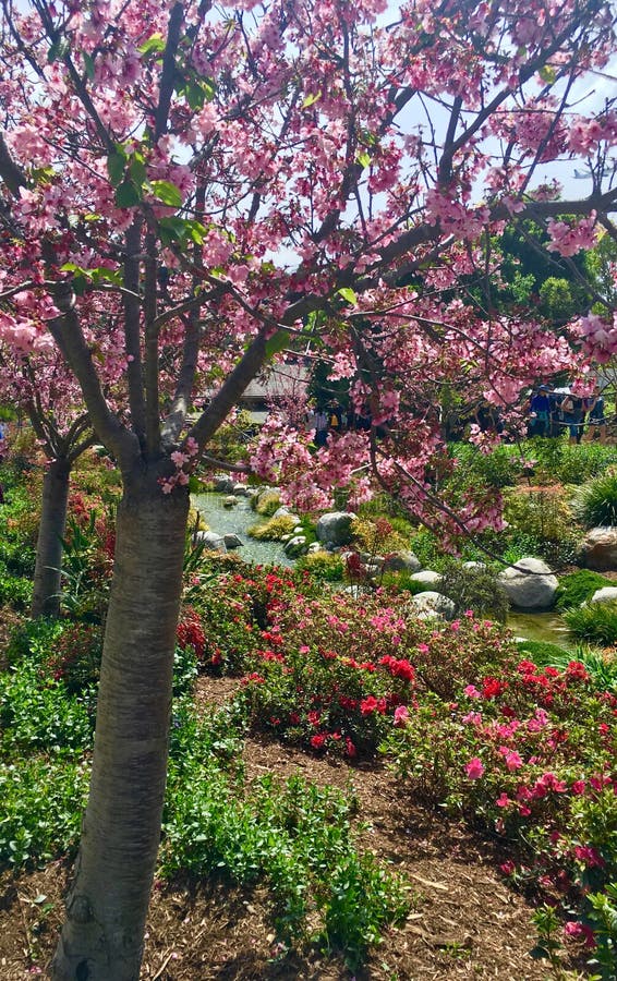 Cherry Trees in Garden stock image. Image of blossoms - 142899381