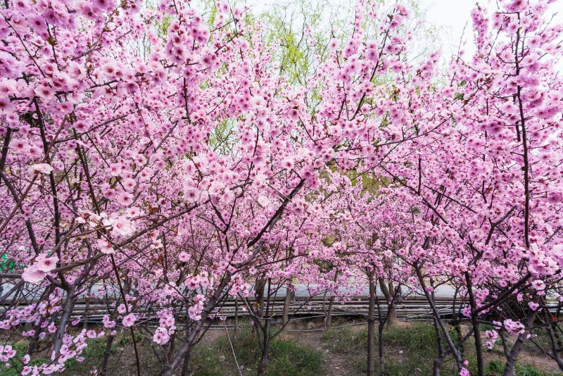 1,439 China Cherry Blossom Trees Stock Photos - Free & Royalty-Free ...