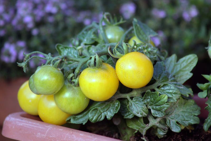 Cherrytomat royaltyfri bild Cherrytomat royaltyfri bild