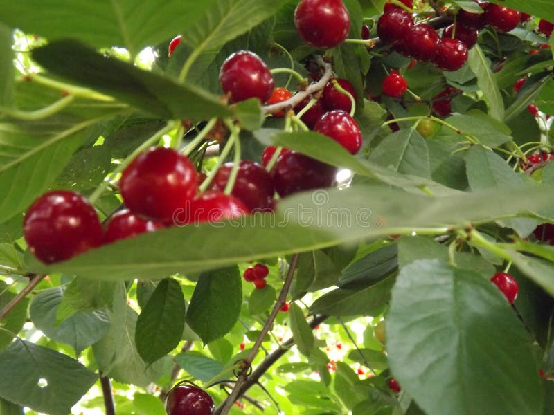 cherrytree com cherrytree com