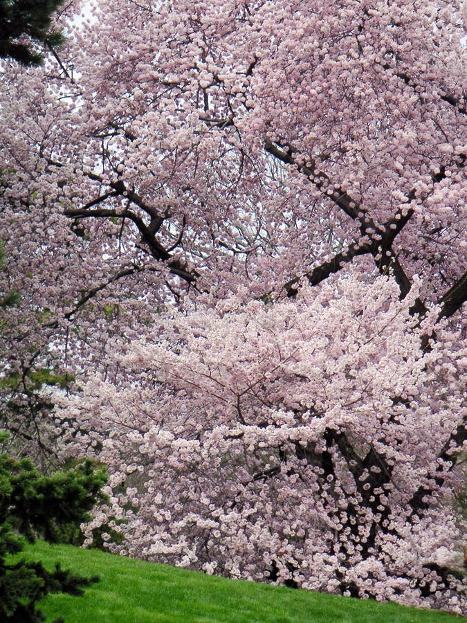 Cherrytree royaltyfri foto Cherrytree royaltyfri foto