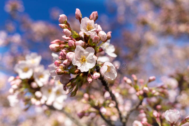 Chery blossom branch in springtime