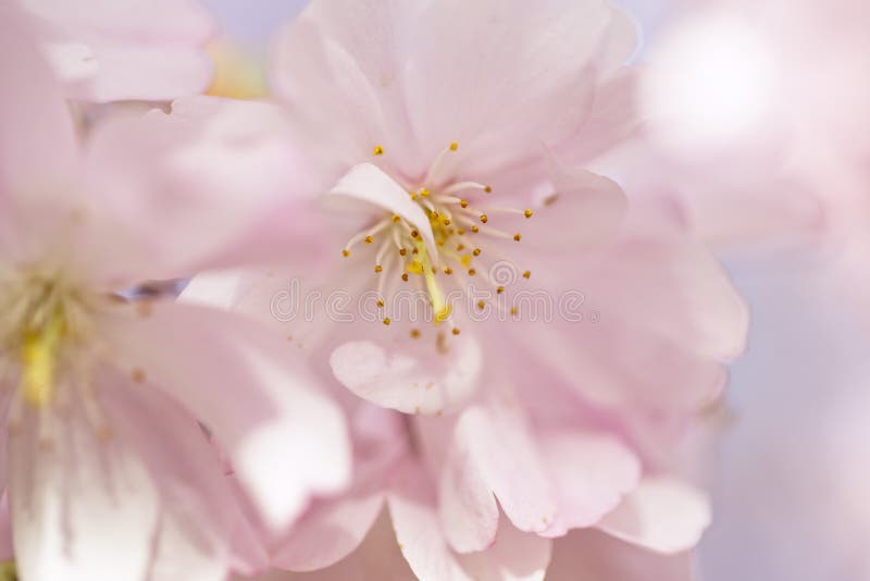 Chery Blossoms in SPring stock photo. Image of flower 77381340