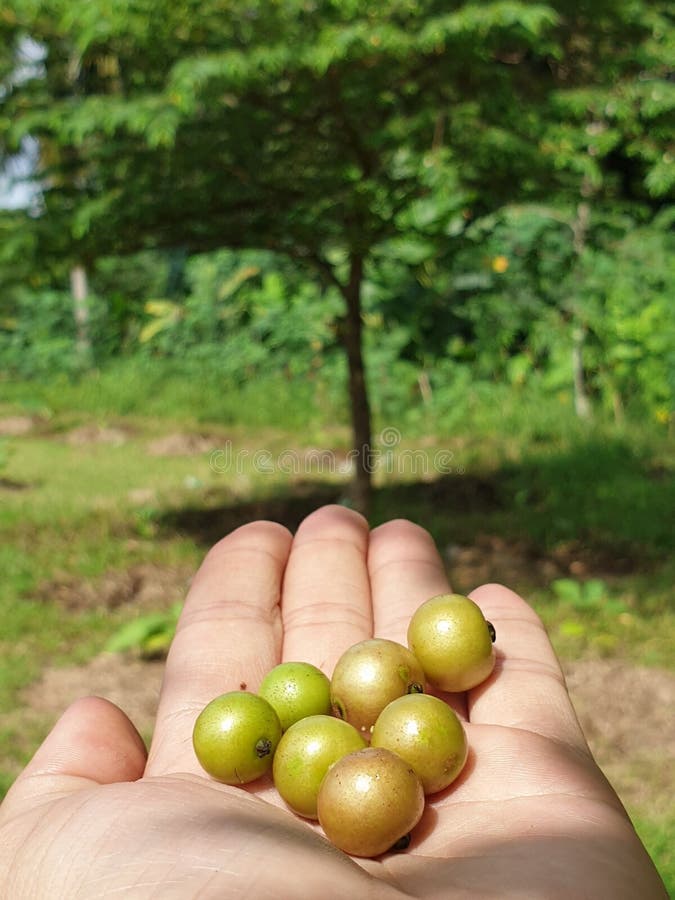 Chery fruit in a fist stock image. Image of trees, fruit 219905931