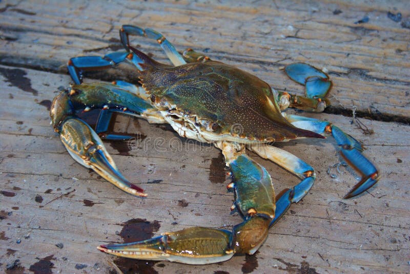 Chesapeake-blaue Krabbe auf einem hölzernen Dock