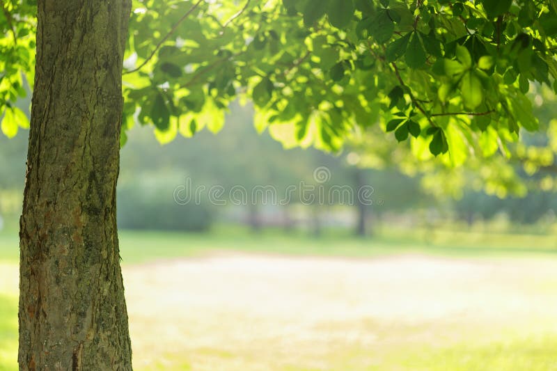 Chesnut tree with leaves stock photography Chesnut tree with leaves stock photography