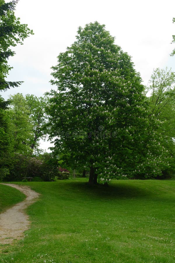 Chesnut tree stock photo Chesnut tree stock photo