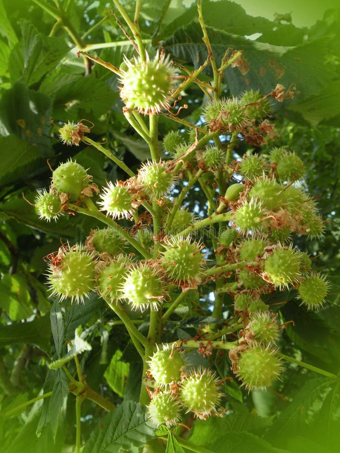 Chesnut träd, når att ha blommat royaltyfria foton Chesnut träd, når att ha blommat royaltyfria foton