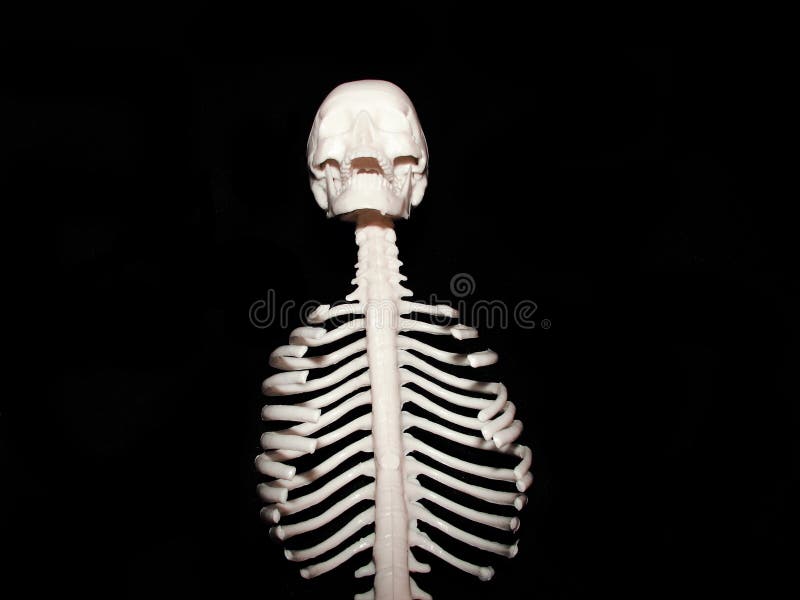Chest bones stock photo. Image of skull, sternum, stress - 4400012