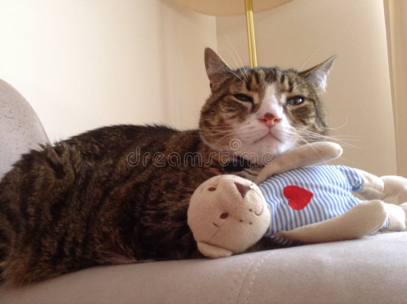 tabby cat teddy