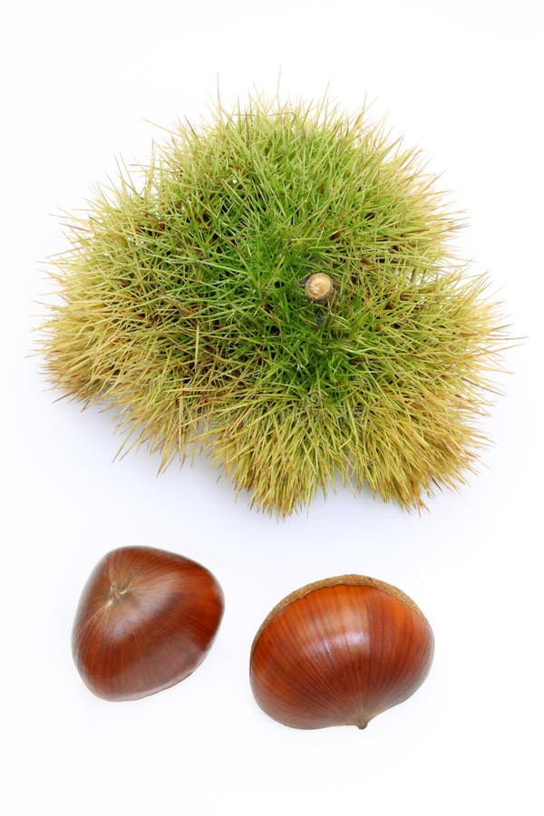 Chestnut