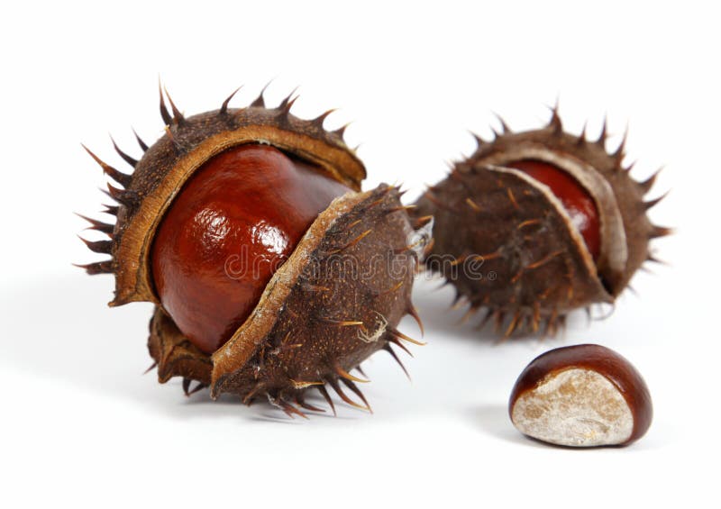 Chestnut