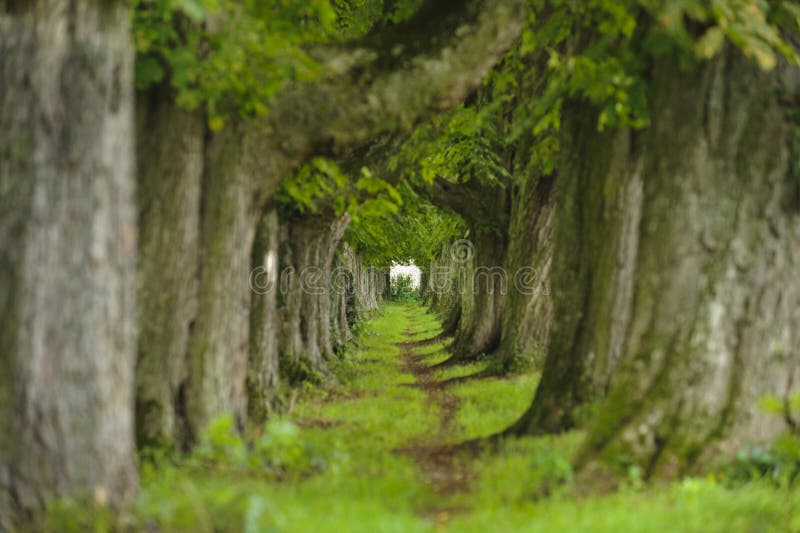 Chestnut alley