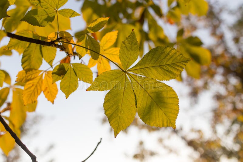 Chestnut branch with leaves at sunset