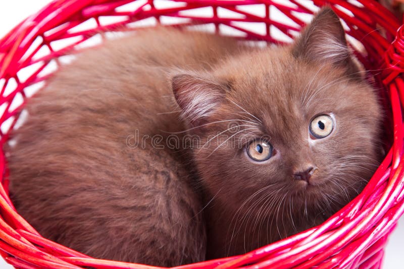 Chestnut British kitten in red basket