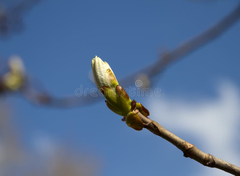 A macro of a chestnut bud against a blue sky