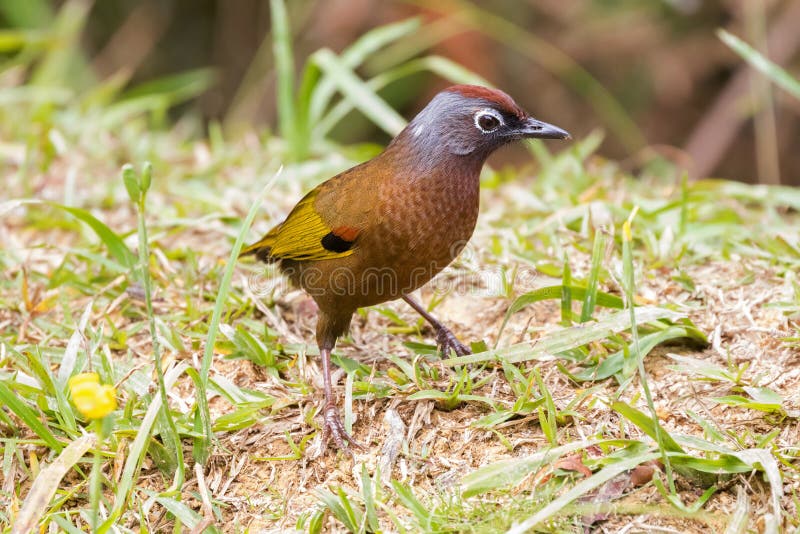 Chestnut-crowned Laughingthrush bird walking on the ground at Fr