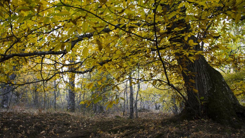 Chestnut detail in the forest in autumn