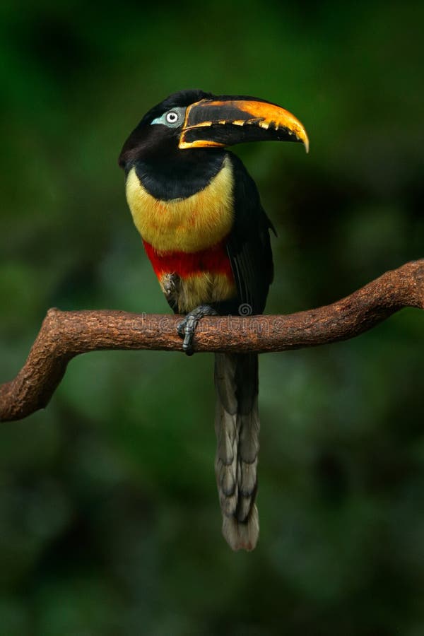 Chestnut-eared Aracari, Pteroglossus castanostis, yellow and black small toucan bird in the nature habitat. Exotic animal in tropi