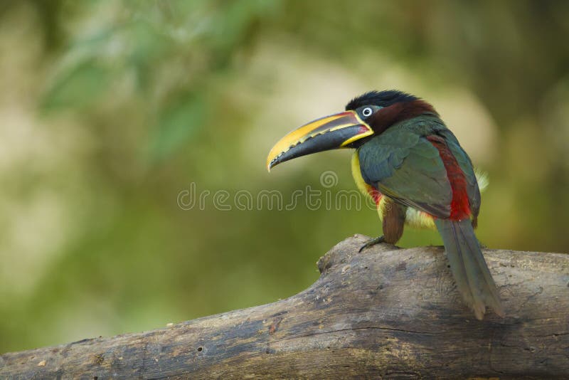 Chestnut-eared Aracari, Pteroglossus castanotis, Pantanal, Brazil