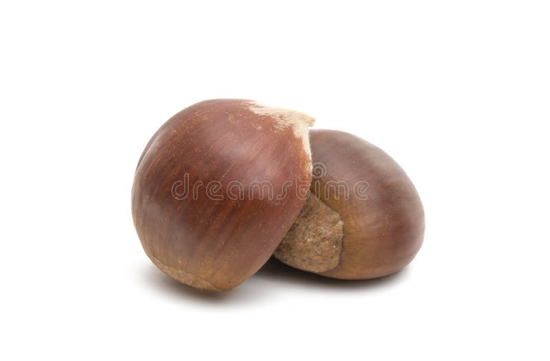 chestnut edible royalty free stock photography chestnut edible royalty free stock photography