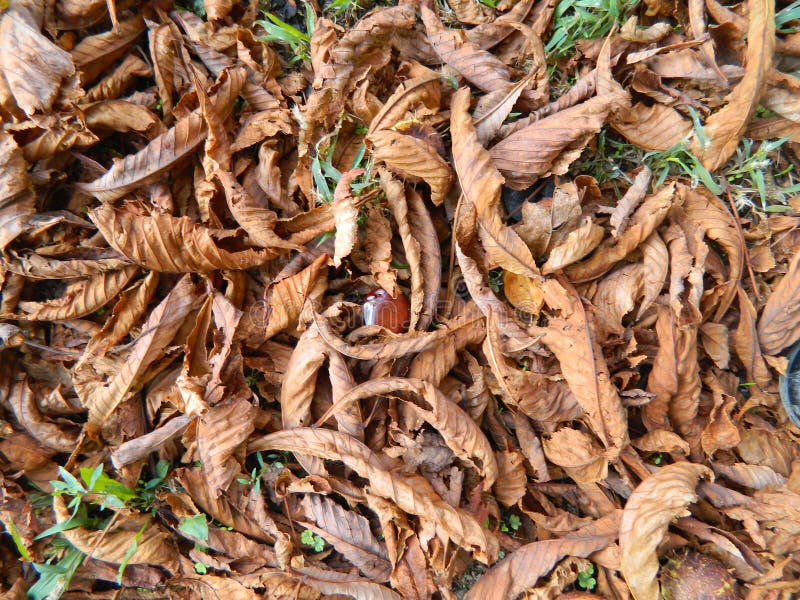 Chestnut is in the fallen yellow leaves.