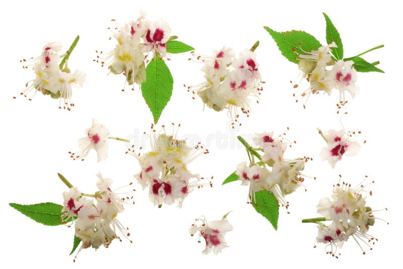 Chestnut flower or Aesculus hippocastanum, Conker tree with leaves isolated on white background