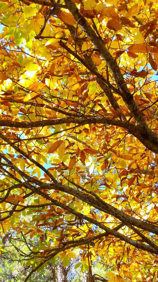 Chestnut foliage