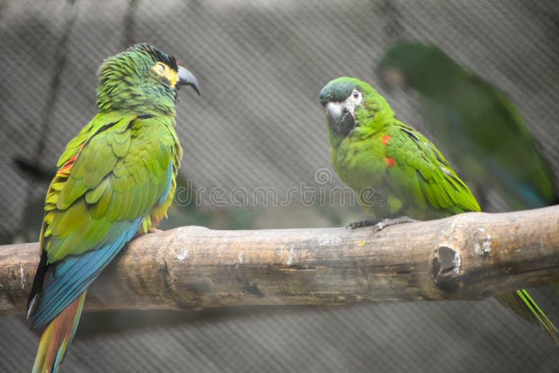 Chestnutfronted Macaw (Ara Severus) Parrot Inside the Cage at Kolkata